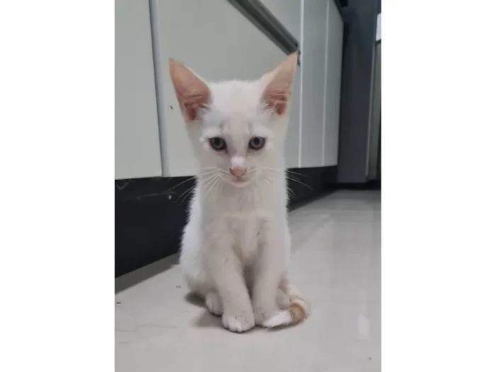 Gato ra a SRD-ViraLata idade 2 a 6 meses nome Sem nome
