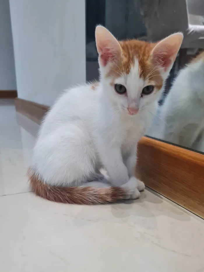 Gato ra a SRD-ViraLata idade 2 a 6 meses nome Sem nome