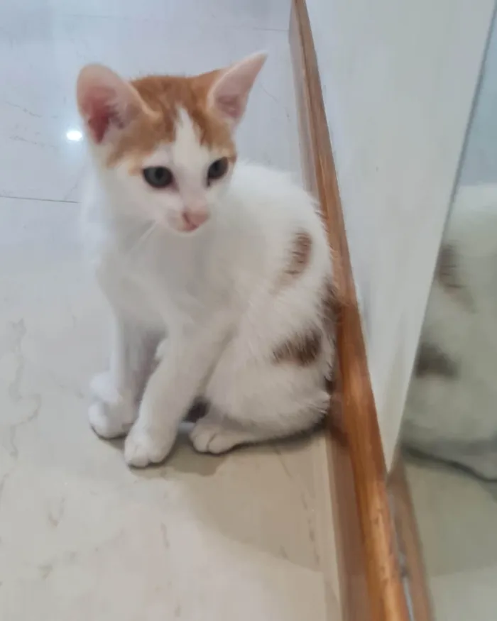 Gato ra a SRD-ViraLata idade 2 a 6 meses nome Sem nome