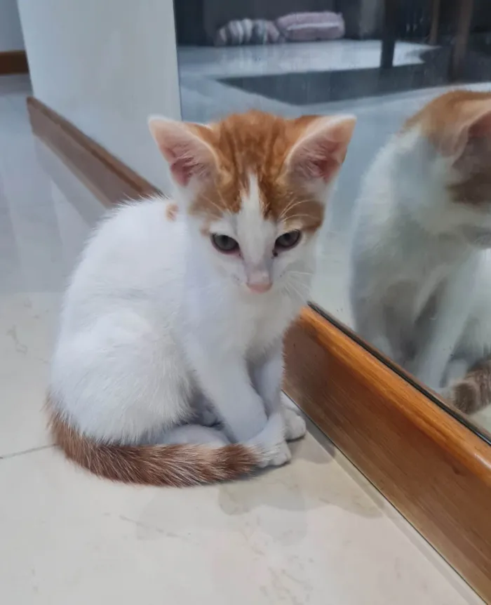 Gato ra a SRD-ViraLata idade 2 a 6 meses nome Sem nome