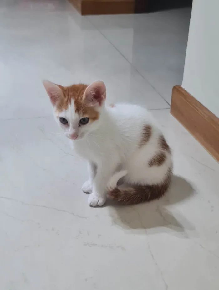 Gato ra a SRD-ViraLata idade 2 a 6 meses nome Sem nome