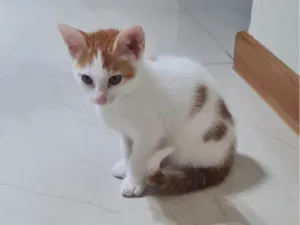 Gato raça SRD-ViraLata idade 2 a 6 meses nome Sem nome