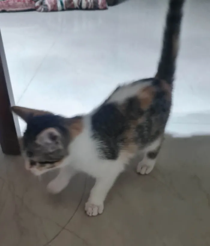 Gato ra a SRD-ViraLata idade 2 a 6 meses nome Sem nome