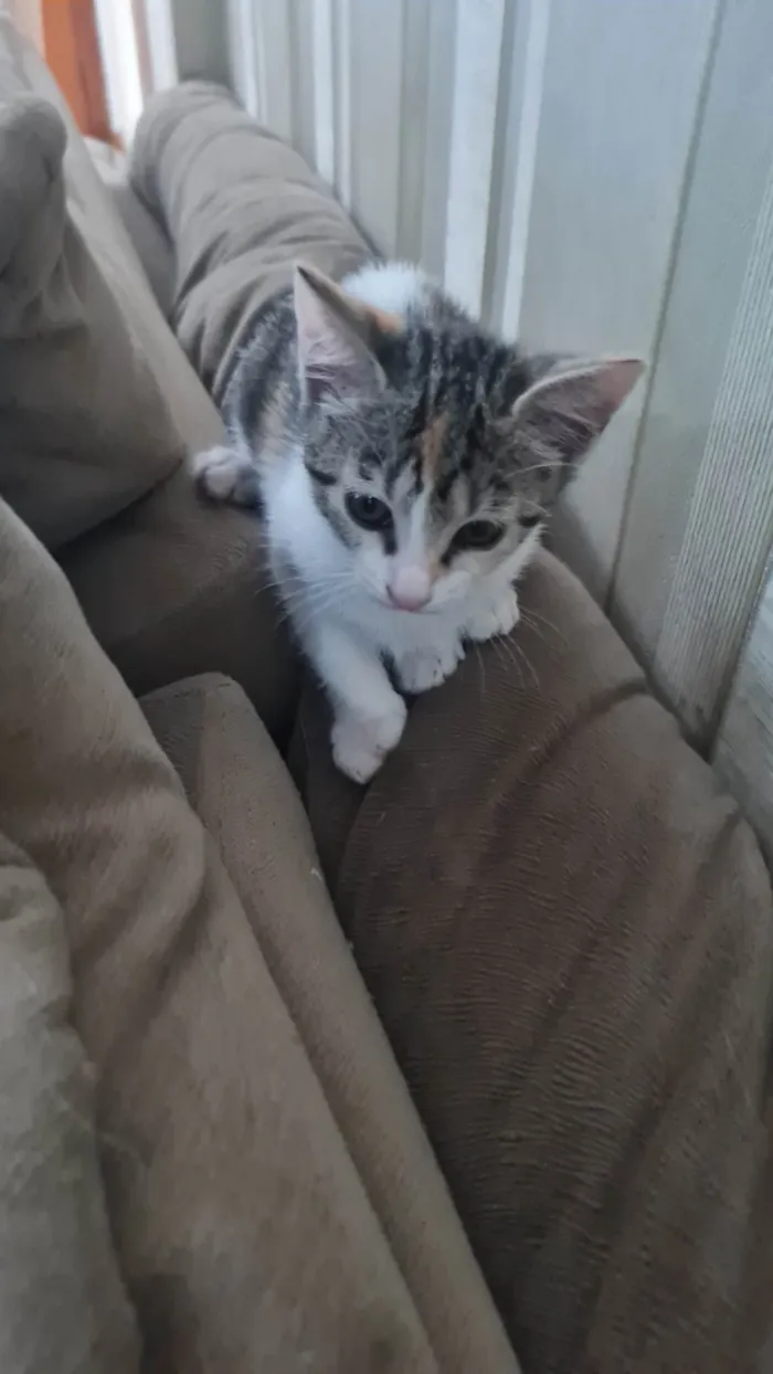 Gato ra a SRD-ViraLata idade 2 a 6 meses nome Sem nome