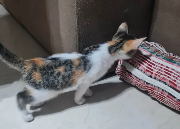 Gato ra a SRD-ViraLata idade 2 a 6 meses nome Sem nome