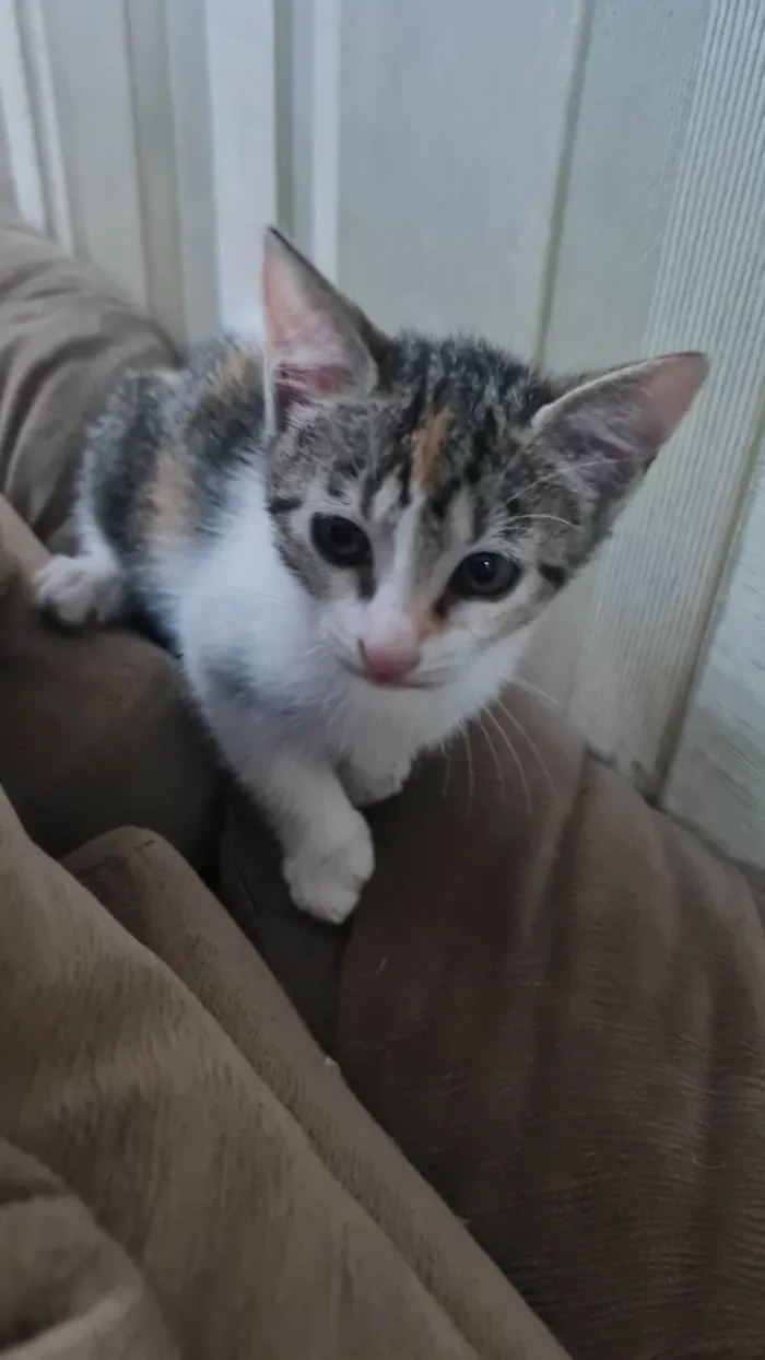 Gato ra a SRD-ViraLata idade 2 a 6 meses nome Sem nome