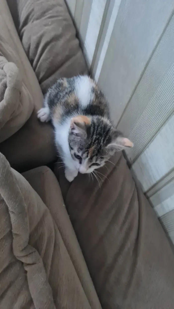 Gato ra a SRD-ViraLata idade 2 a 6 meses nome Sem nome