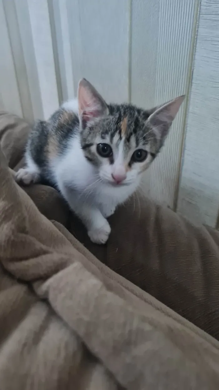 Gato ra a SRD-ViraLata idade 2 a 6 meses nome Sem nome