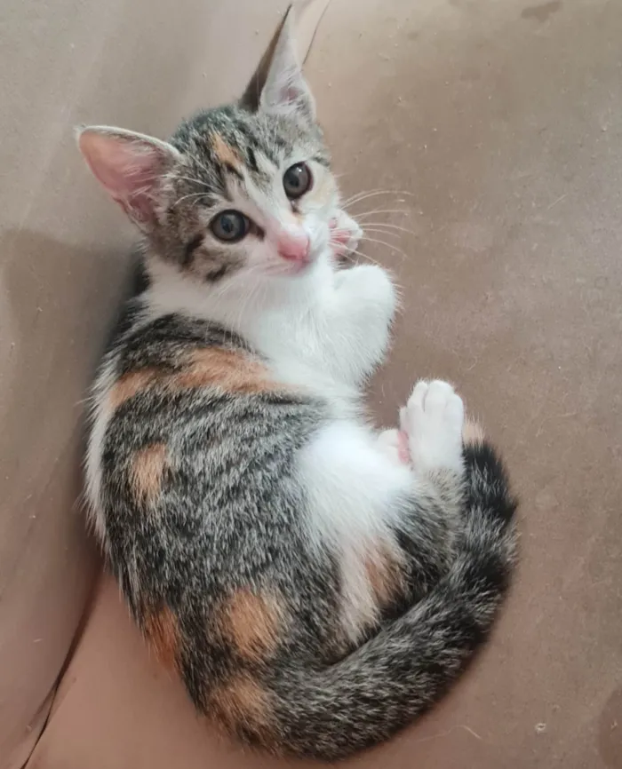 Gato ra a SRD-ViraLata idade 2 a 6 meses nome Sem nome