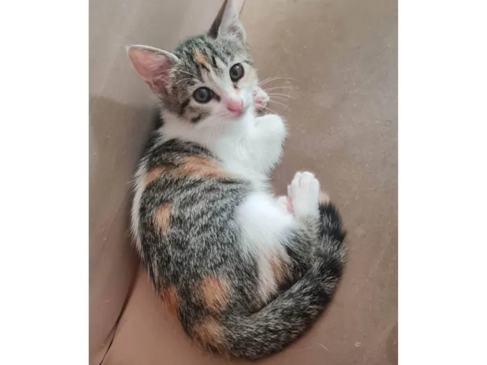 Gato ra a SRD-ViraLata idade 2 a 6 meses nome Sem nome