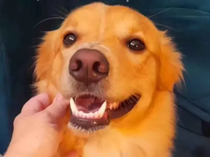 Cachorro ra a SRD-ViraLata idade 2 anos nome Óscar