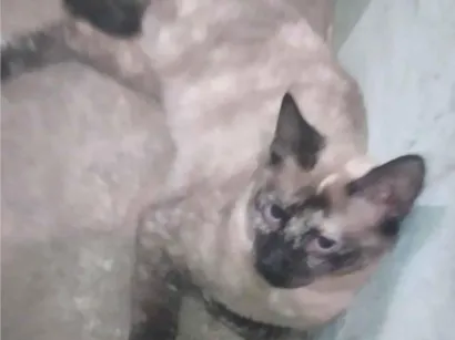 Gato raça SRD-ViraLata idade 2 a 6 meses nome Valeria