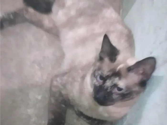 Gato ra a SRD-ViraLata idade 2 a 6 meses nome Valeria