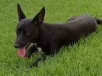 Cachorro ra a SRD-ViraLata idade 2 anos nome Pépe