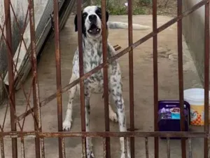 Cachorro raça Perdigueiro idade 2 anos nome Thor 