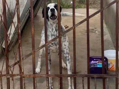 Cachorro raça Perdigueiro idade 2 anos nome Thor 