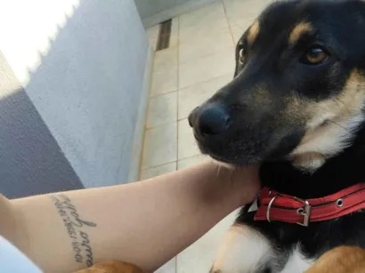 Cachorro raça SRD-ViraLata idade 1 ano nome Tobias