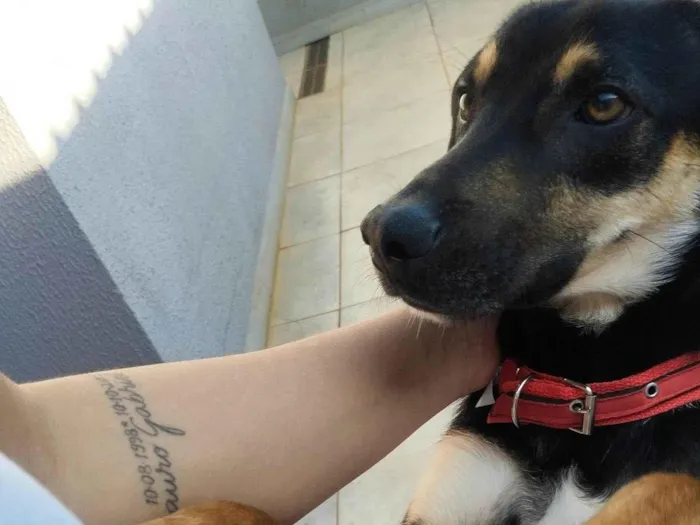 Cachorro ra a SRD-ViraLata idade 1 ano nome Tobias
