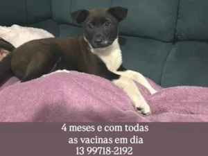 Cachorro raça SRD-ViraLata idade 2 a 6 meses nome Kyara 