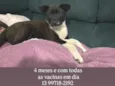 Kyara