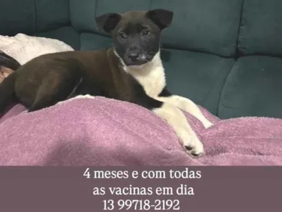 Cachorro raça SRD-ViraLata idade 2 a 6 meses nome Kyara