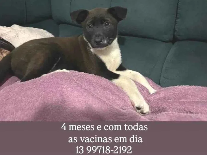 Cachorro ra a SRD-ViraLata idade 2 a 6 meses nome Kyara