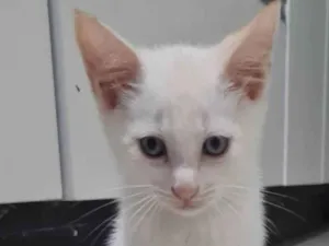 Gato raça SRD-ViraLata idade 2 a 6 meses nome Sem nome