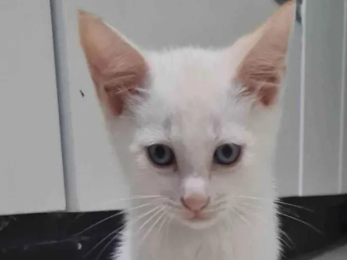 Gato ra a SRD-ViraLata idade 2 a 6 meses nome Sem nome
