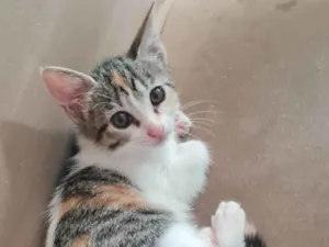Gato raça SRD-ViraLata idade 2 a 6 meses nome Sem nome