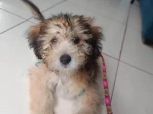 Cachorro raça SRD-ViraLata idade 2 a 6 meses nome Ted