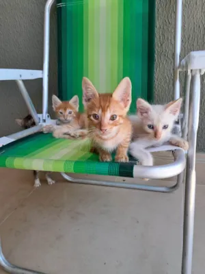 Gato raça SRD-ViraLata idade 2 a 6 meses nome Não tem