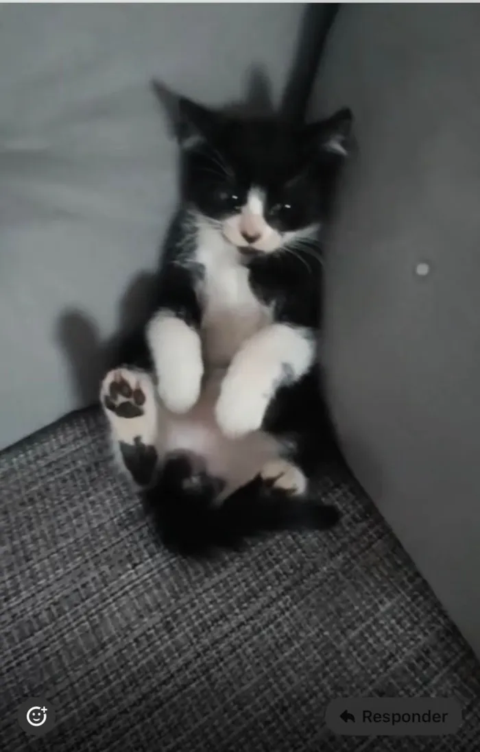 Gato ra a SRD-ViraLata idade Abaixo de 2 meses nome Ainda não tem nome