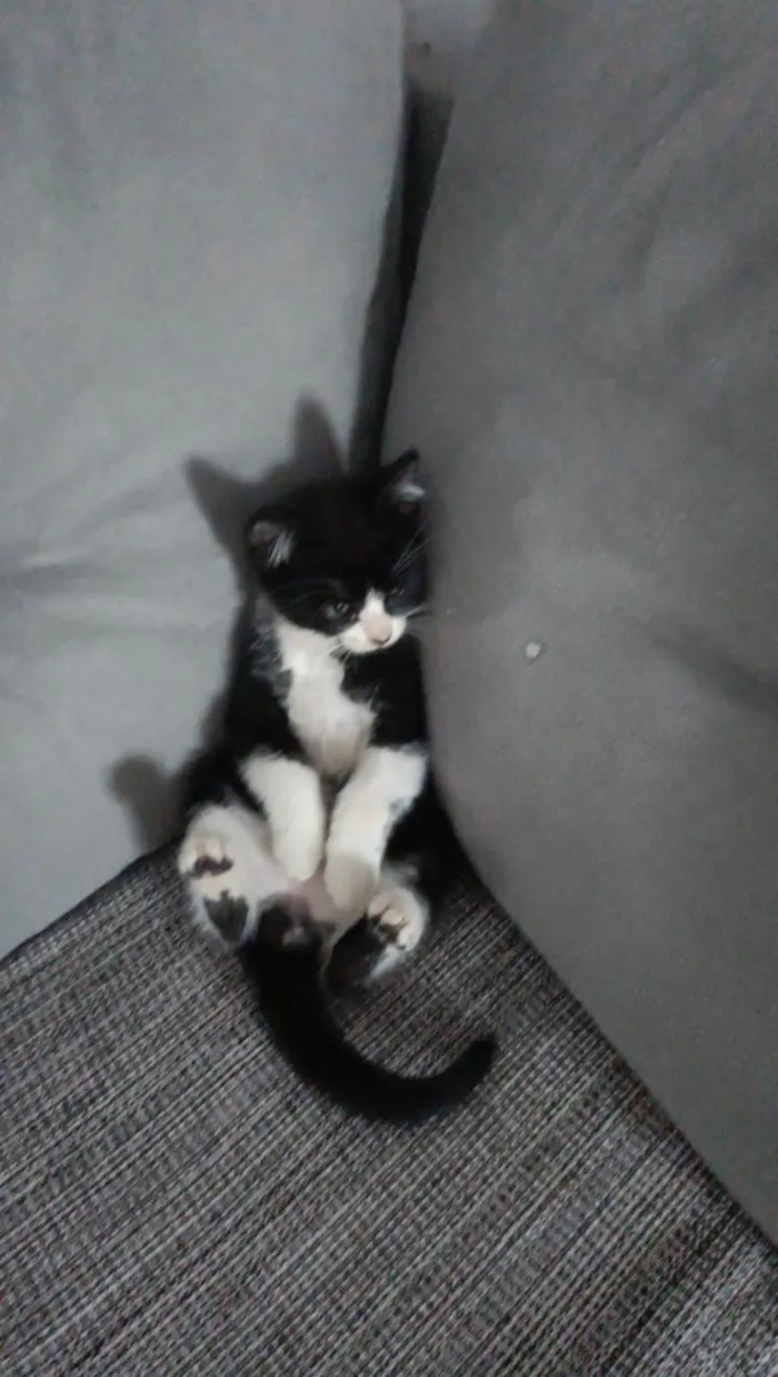 Gato ra a SRD-ViraLata idade Abaixo de 2 meses nome Ainda não tem nome