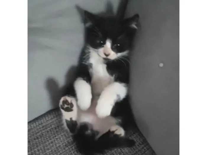 Gato ra a SRD-ViraLata idade Abaixo de 2 meses nome Ainda não tem nome