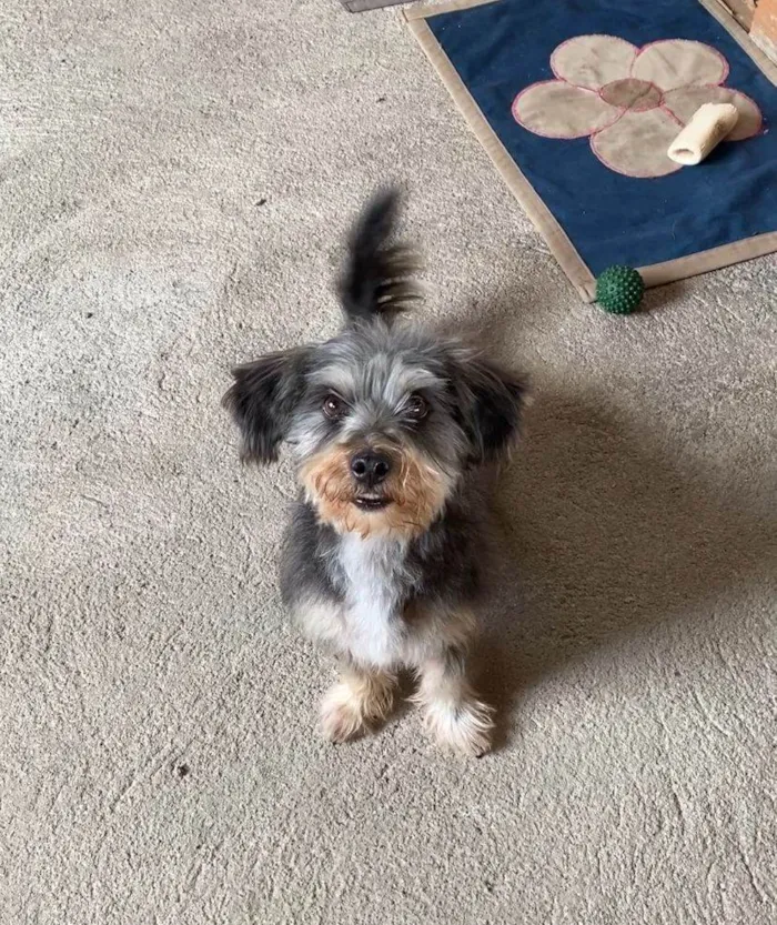 Cachorro ra a SRD-ViraLata idade 2 anos nome Zaith