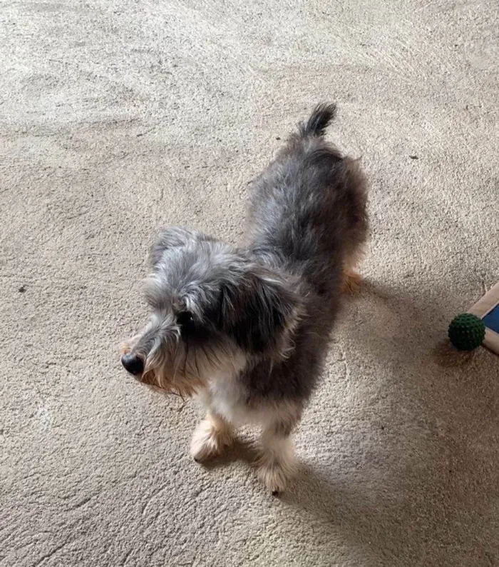 Cachorro ra a SRD-ViraLata idade 2 anos nome Zaith