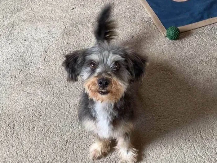 Cachorro ra a SRD-ViraLata idade 2 anos nome Zaith