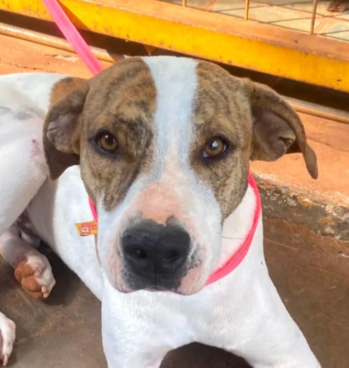 Cachorro raça SRD-ViraLata idade 1 ano nome Zulu 