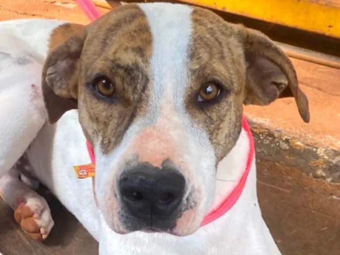 Cachorro raça SRD-ViraLata idade 1 ano nome Zulu 