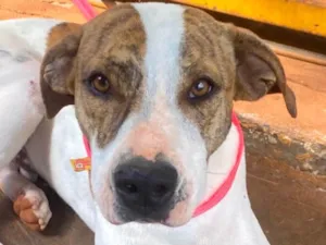 Cachorro raça SRD-ViraLata idade 1 ano nome Zulu