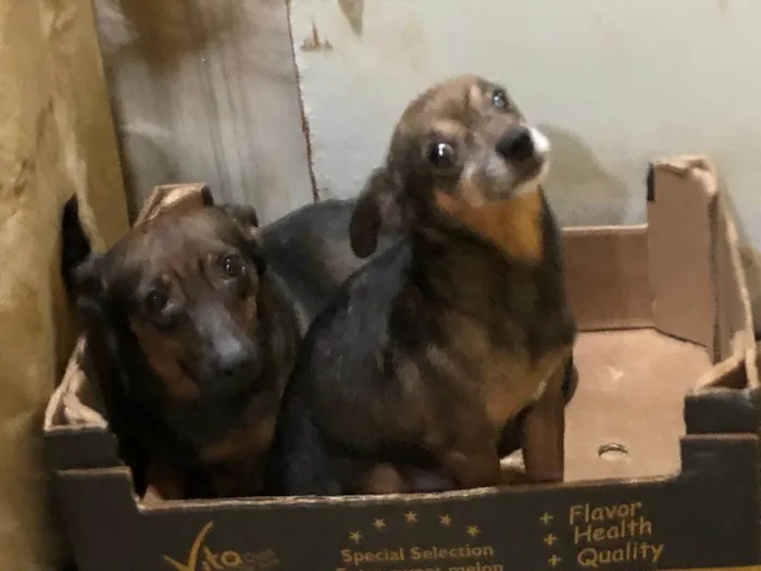 Cachorro ra a SRD-ViraLata idade 6 ou mais anos nome pitoco,valente