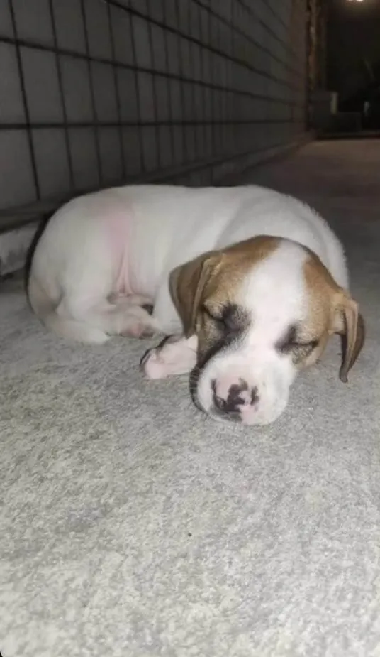 Cachorro ra a Pit-Bull idade Abaixo de 2 meses nome Não tem nome