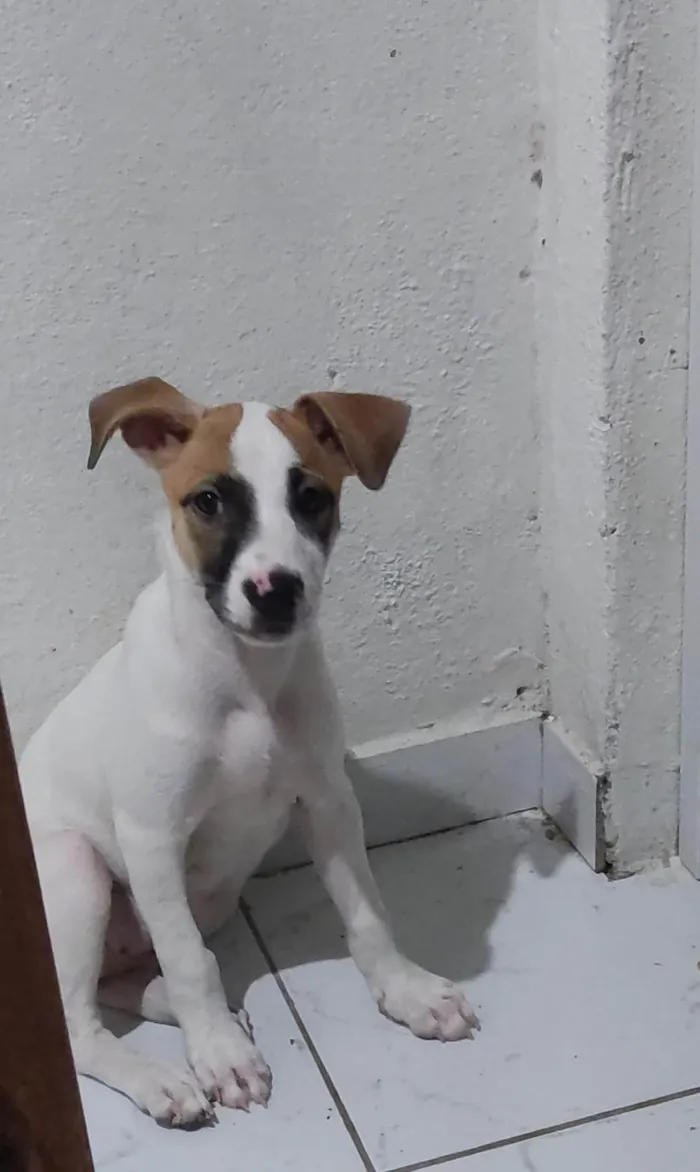 Cachorro ra a Pit-Bull idade Abaixo de 2 meses nome Não tem nome