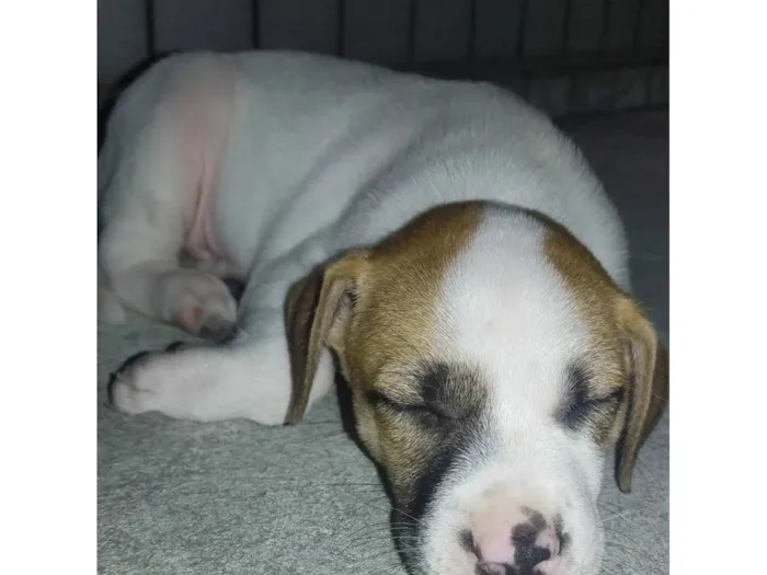 Cachorro ra a Pit-Bull idade Abaixo de 2 meses nome Não tem nome