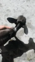 Marrom