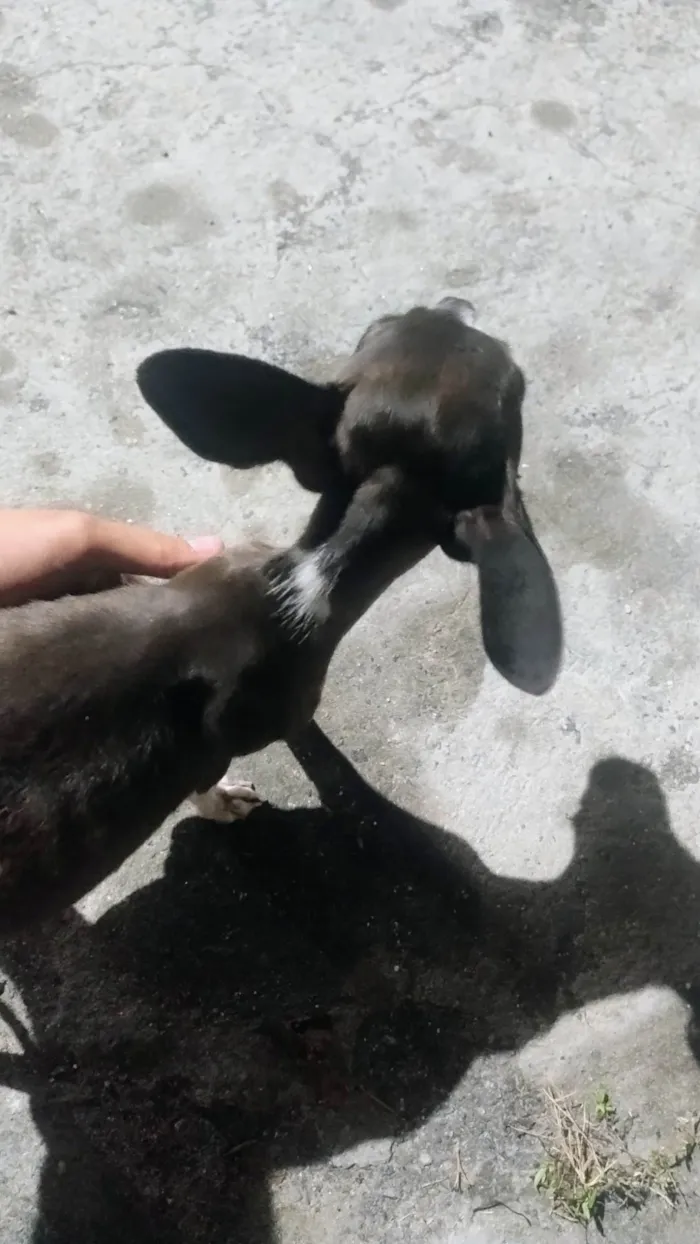 Cachorro ra a Pinscher idade 7 a 11 meses nome Marrom