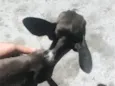 Marrom