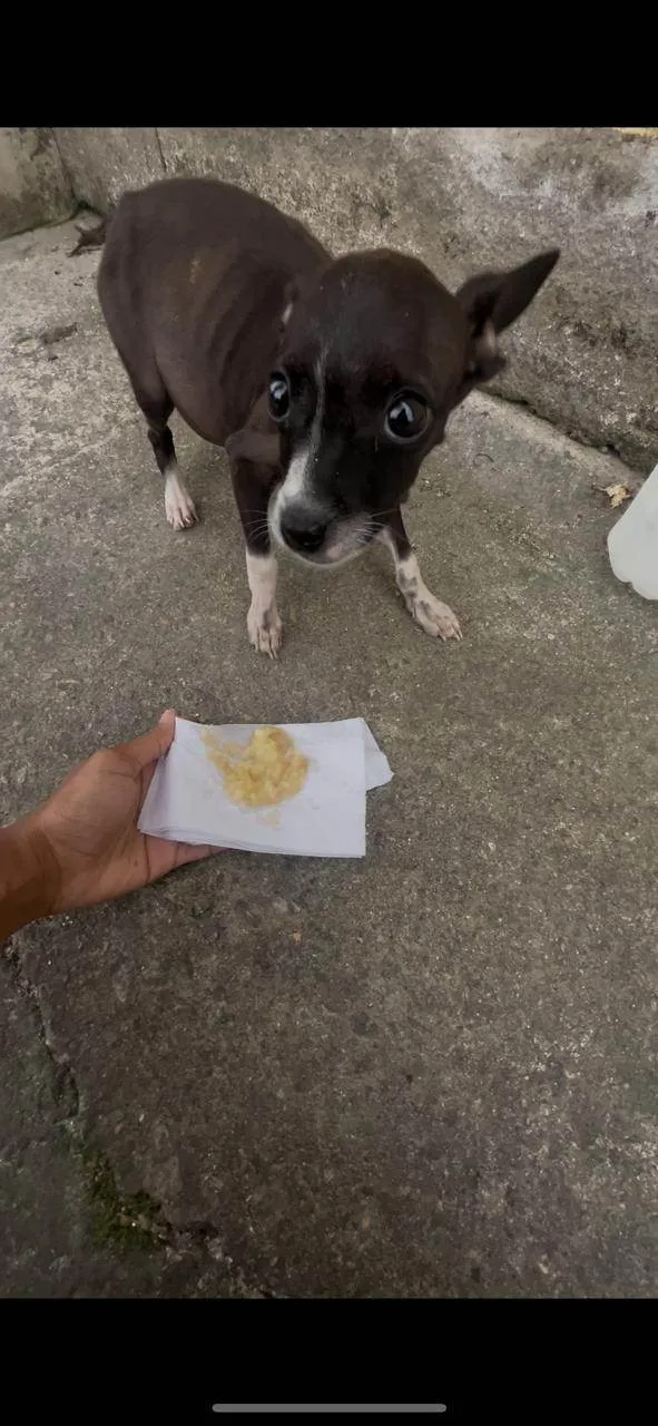 Cachorro ra a Pinscher idade 7 a 11 meses nome Marrom