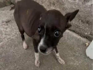 Cachorro raça Pinscher idade 7 a 11 meses nome Marrom 
