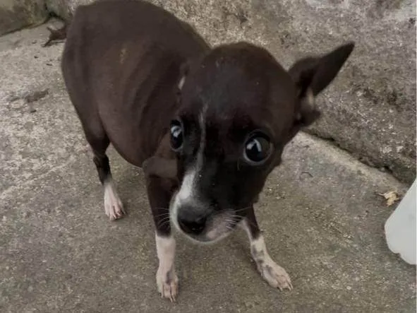 Cachorro ra a Pinscher idade 7 a 11 meses nome Marrom